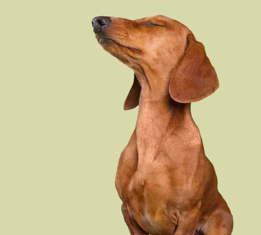 How do you know if your animal is showing signs of stress or anxiety?