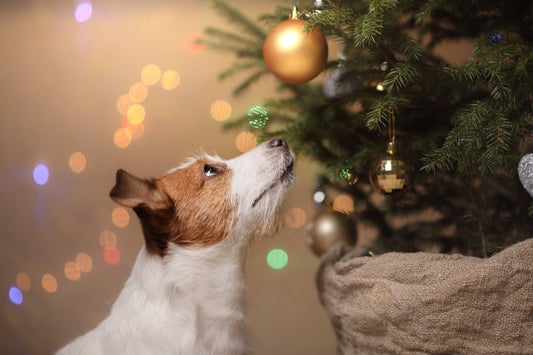 wellness for pets over festive season