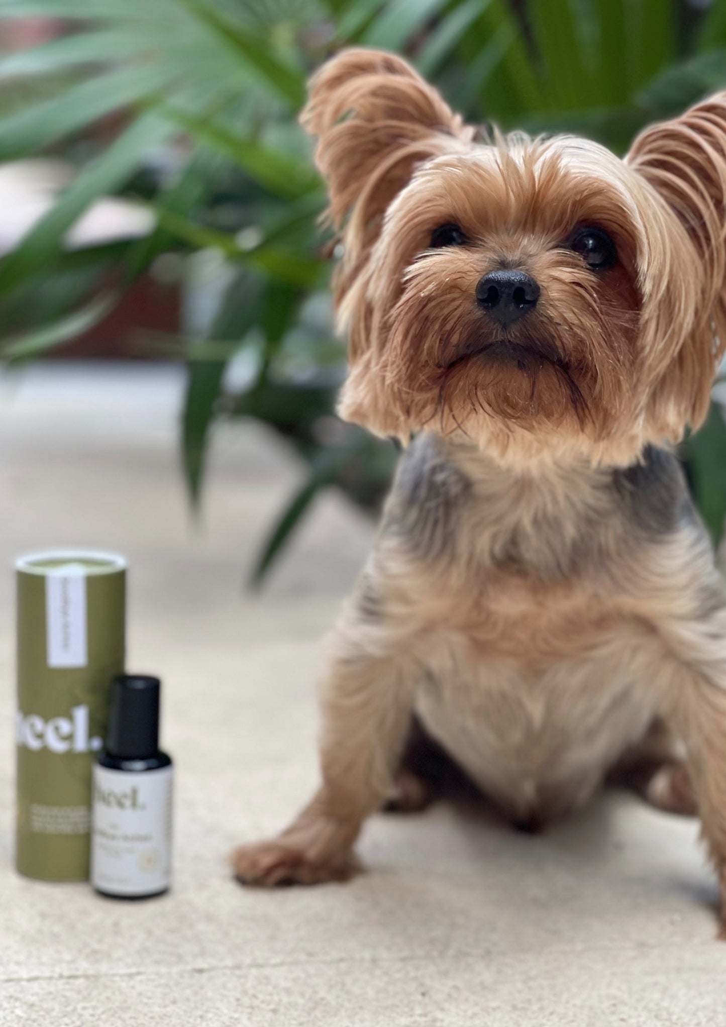 Goodbye Aches | Topical Pain Relief for Pets